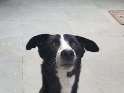 Help Laxmi and Michael reach their forever Home