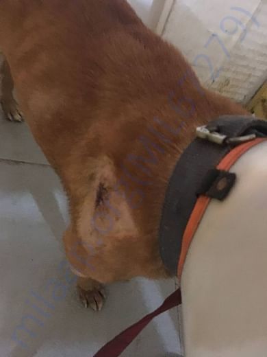 Brownie's wound