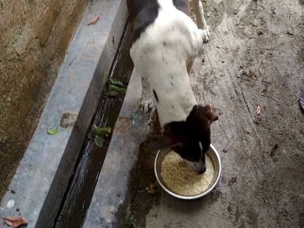 Help Street Dogs Get Food, Sterilization and Vaccination