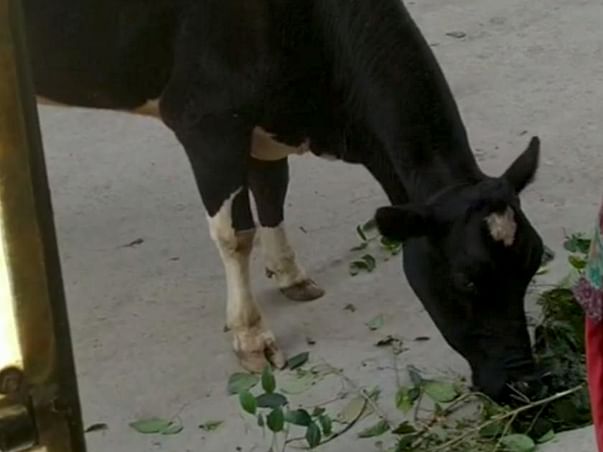 Hungry Poor Cow Needs Your Help in Her Bad Time