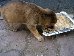 Help Me Provide Stray Dogs With Food and Water