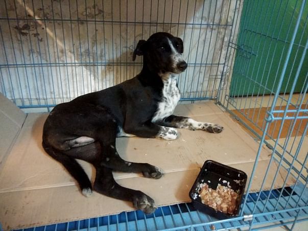 Fudge Needs Your Help!