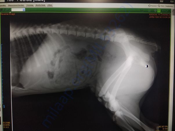 Lateral x ray