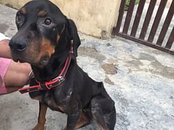 Help Kajal for medicated food and stay otherwise, she'll be at shelter
