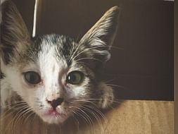 Help Us Save Injured Animals and Birds