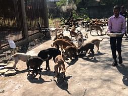 Save Animals Be Human: Fundraising For Animal Shelter