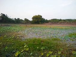 Pond Restoration Project