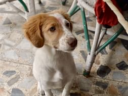 Help Suki Fly To US