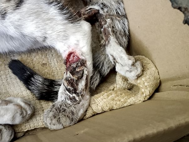 Help Milo Survive Her Amputation
