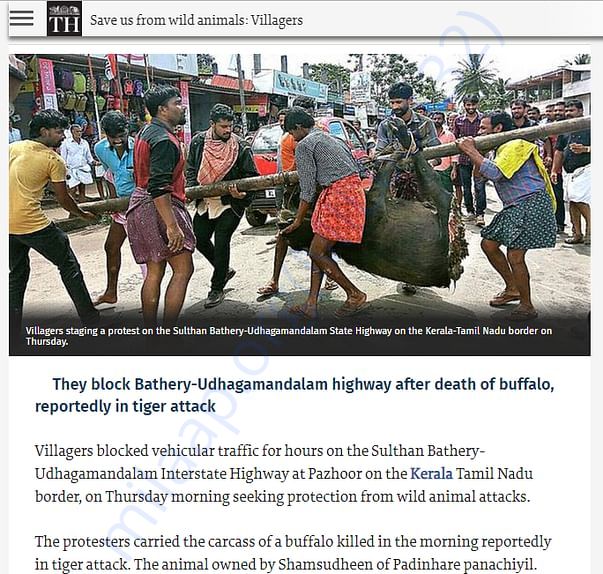 The Hindu - New on wild attack in Sulthan Bathery