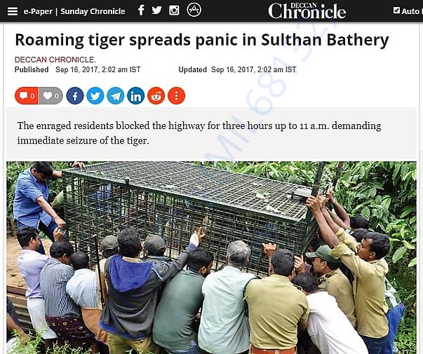 Roaming Tiger