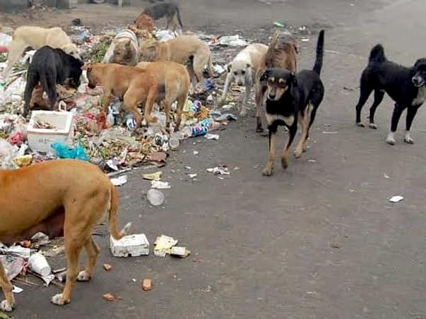 Help To Save Street Dogs