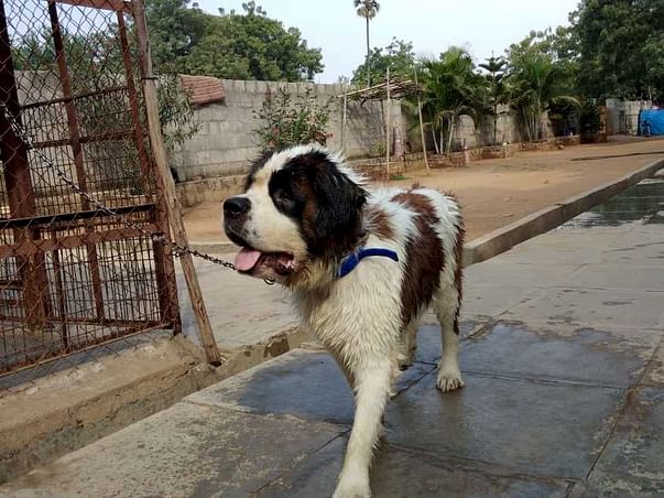 Help Himalaya Recover And Find His Family