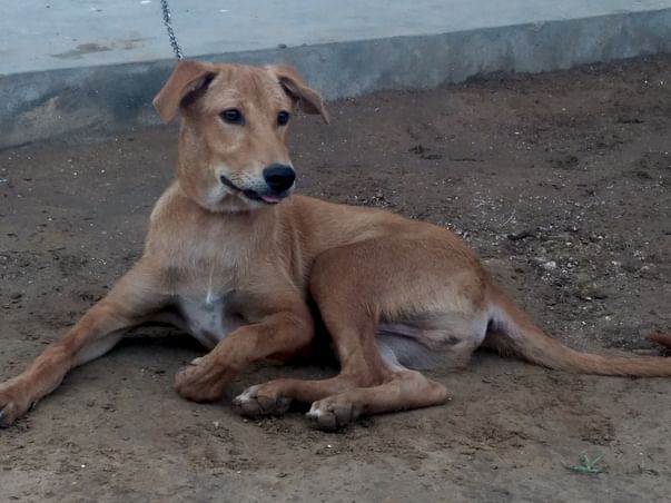 Help The Street Dog To Fight Back And Live