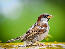 Save the Sparrows