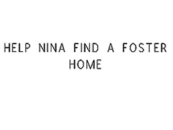 Help Nina Find A Foster Home