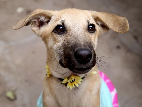 Help Ryan And Aster Reach Boston!