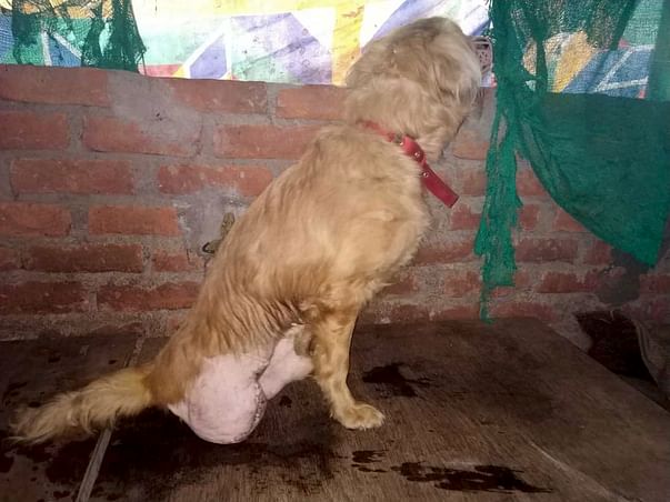 Help Rescued Animals of Guwahati