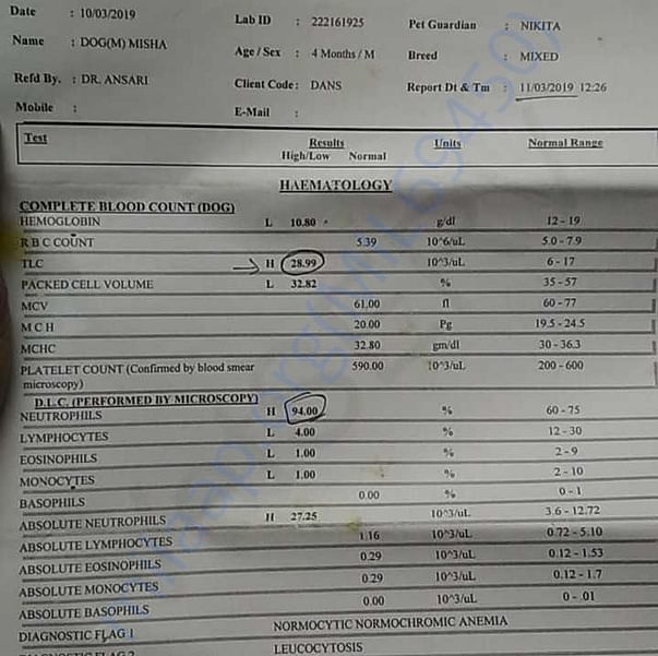 Medical Report