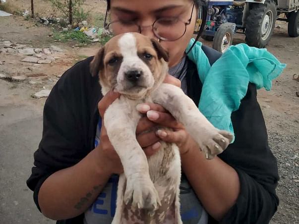 Help Us To Alleviate 90+ Stray Dogs' Suffering!