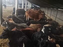 Help Us In Providing Grass For Cows In Our Goshala