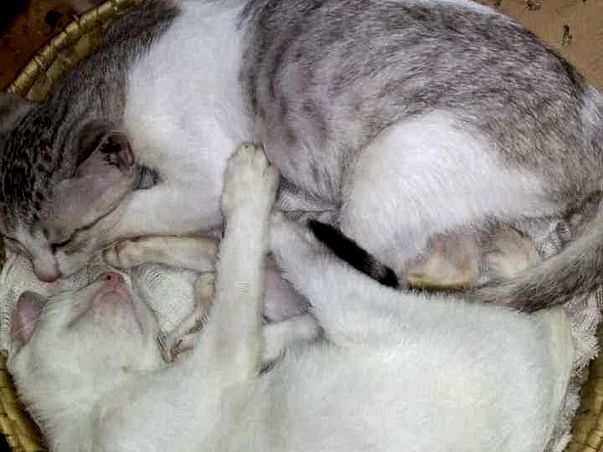 Help Keep Aneesh and Beena's Animal Shelter Open!