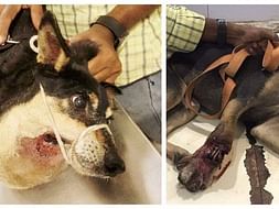 Save Saburi And Blackie Who Are Critical