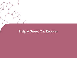 Help A Street Cat Recover