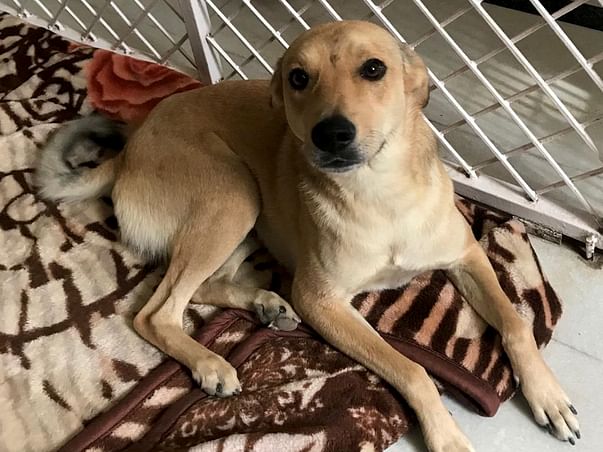 Dogs Need Help Rescue Foster Care Programme