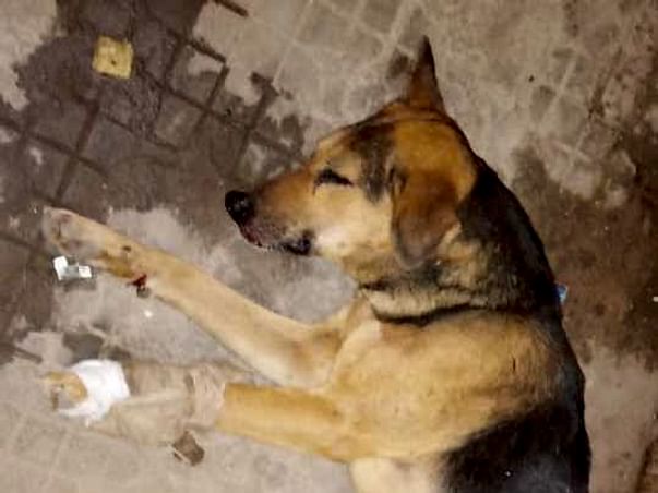 Help Save The Lives Of These Speechless Souls