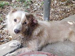 Help Lavanya nurse Bailey's ear injury