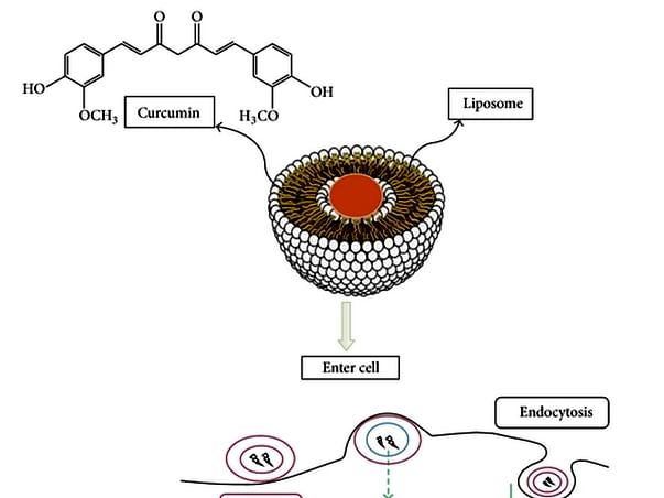 Development Of Anticancer Agents As A Project