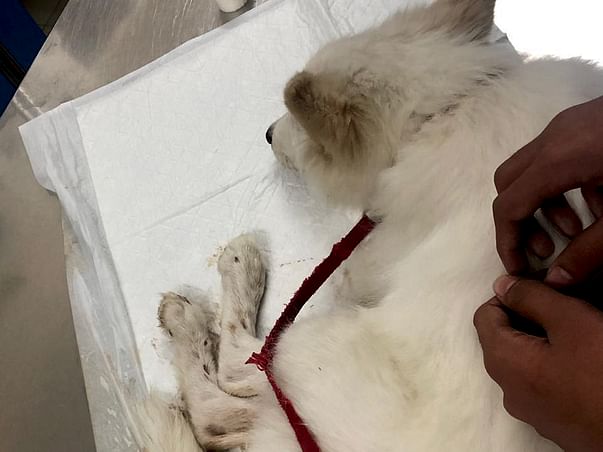 Help To Save Bolt From Paro Viral Enteritis