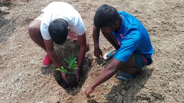 Planting trees