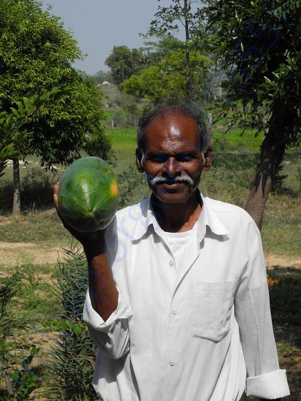 Organic Papaya