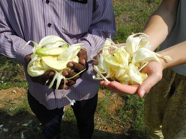 Sesbania grandiflora yield