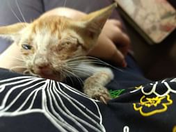 Help More Than A 100 Strays Fight Parasites And Become Healthy