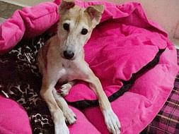 Help Lee and Mirchi Fly To Canada