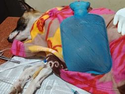 Help Cinnamon and her Pups!