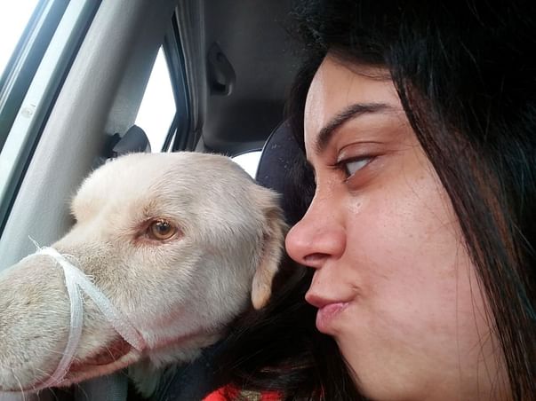Help Homeless Sick Dogs to lead a Happy Life