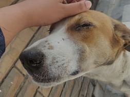Help Mickey in Recovering from Distemper .