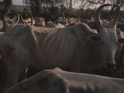Save the Desi Cows who are dying of hunger in Karnataka