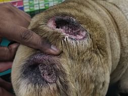 Help Disco's maggot-eaten back heal