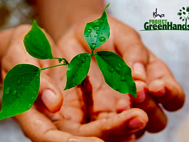 Plant Trees with Project GreenHands!