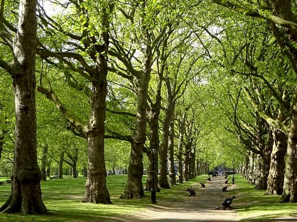 Lets Us Keep Our City Green
