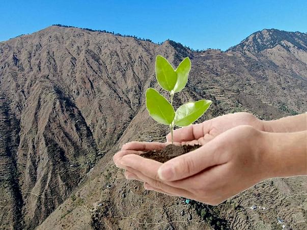 Plant trees with our cooperative in the Himalayas