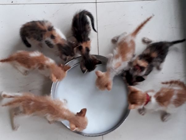 Help The Stray Babies Get Home