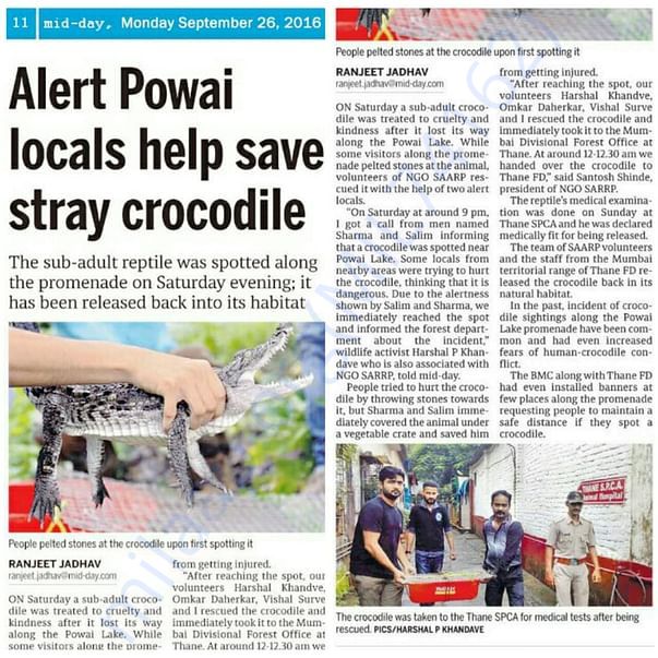 Crocodile Rescue from area near Powoi Lake, Mumbai