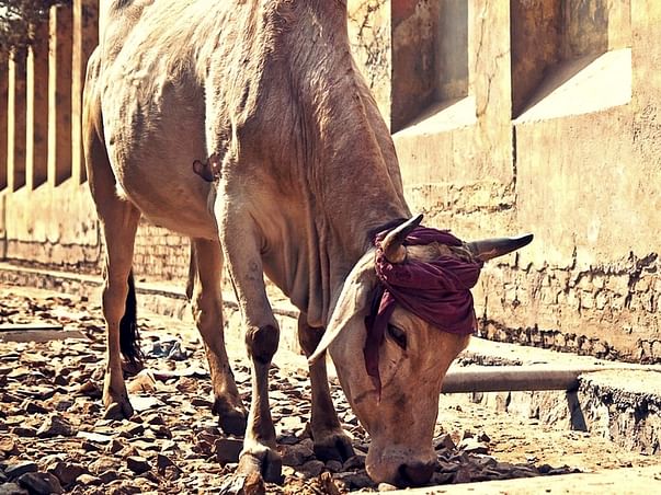 Help Stray Cows For Food, Home Care & Medical Facilities