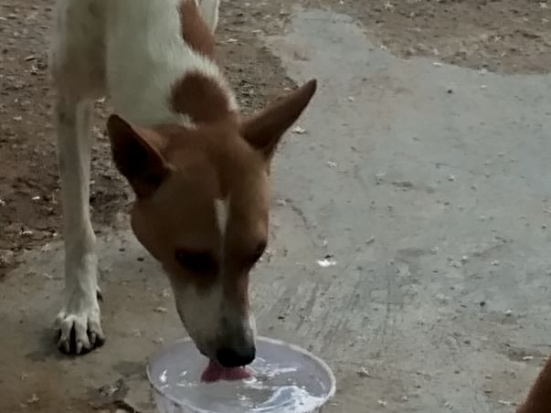 Help Us Feed Stray Dogs!